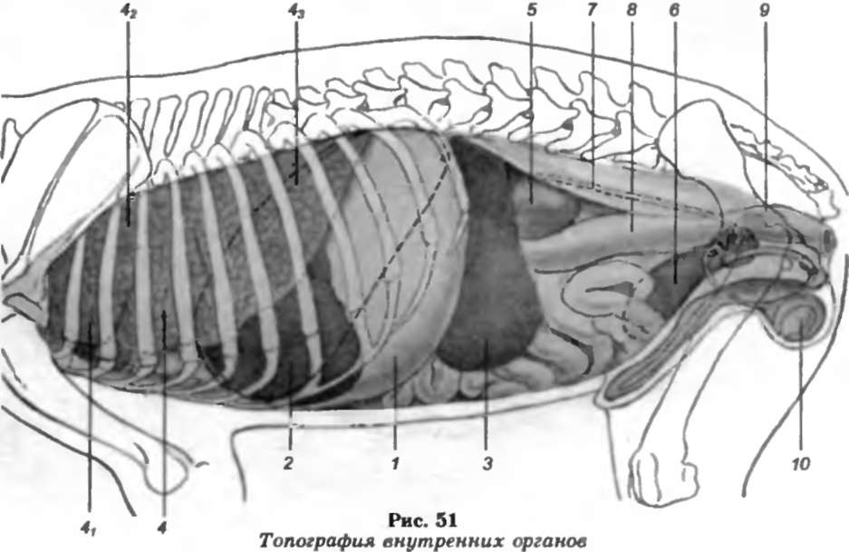Селезенка у котов. Анатомия селезенки собаки. Анатомия собаки органы брюшной полости. Селезенка у собак расположение.