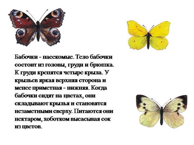Сведения о бабочках окружающий мир. Рассказ о бабочке. Доклад про бабочку. Описание бабочки для детей. Рассказать о бабочке.