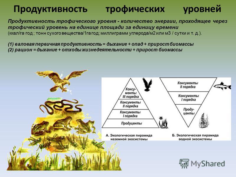 Увеличение биологической продуктивности природных зон. Трофический уровень экологической пирамиды. Пищевые цепи и трофические уровни экосистем. Трофические уровни экосистемы. Трофические уровни биогеоценоза.