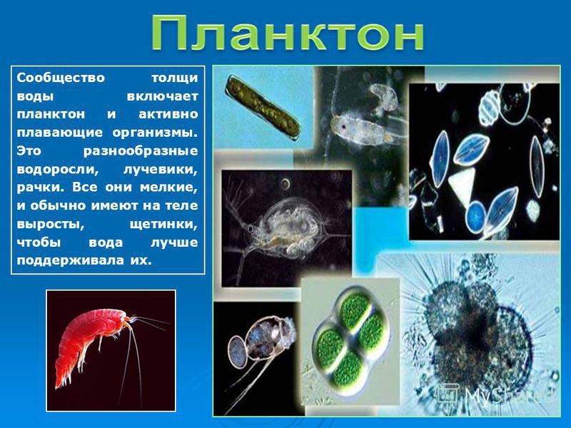 Фитопланктон образован. Планктонная личинка. Планктонные организмы. Организмы обитающие в толще воды. Представители планктона.