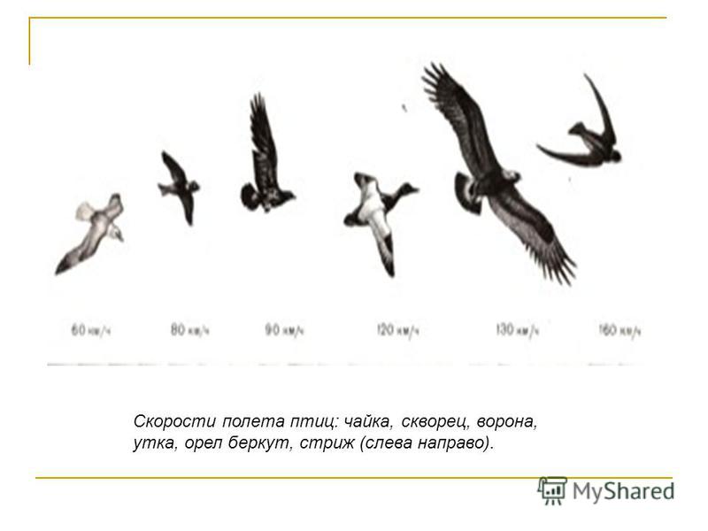 Высота полета птиц. Скорость полёта птиц таблица. Средняя скорость полета птицы. Скорость перелетных птиц.