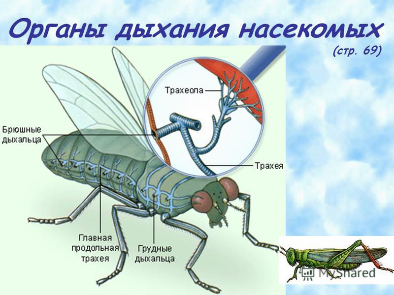 Класс насекомые 7 класс биология презентация