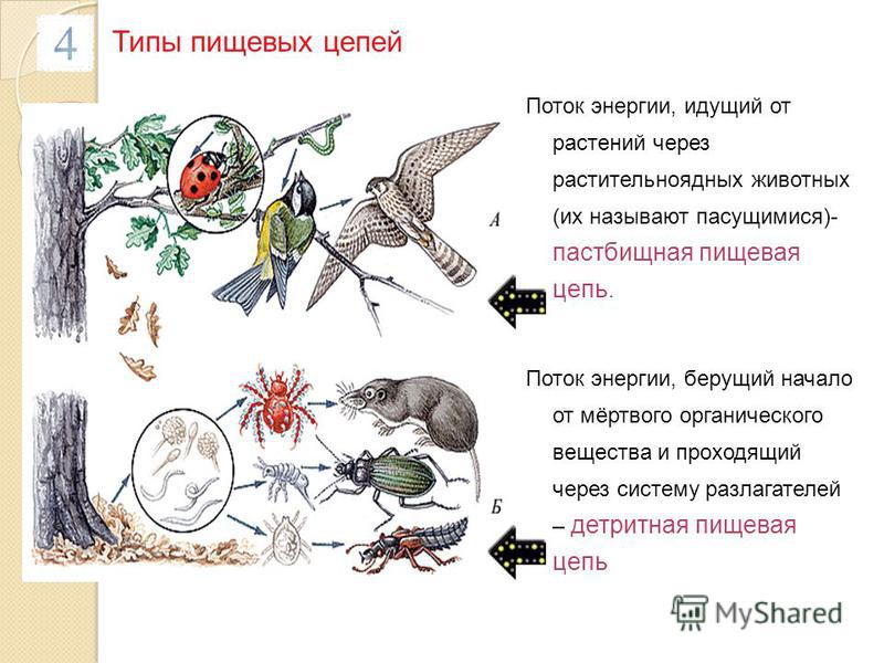 Составьте схемы пищевых цепей начинающихся с картофеля яблони