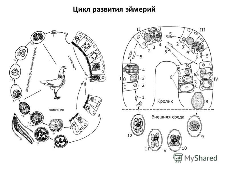 Жизненный цикл кокцидии схема