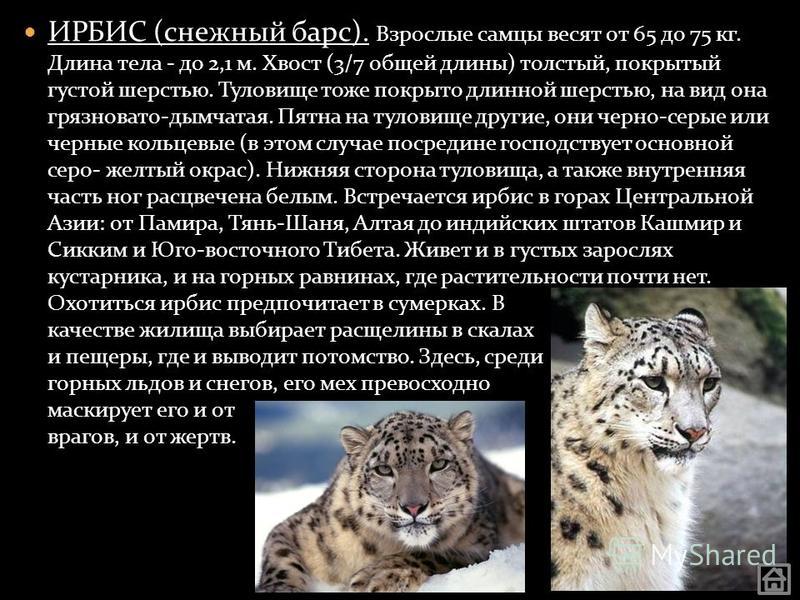 Снежный барс презентация 4 класс