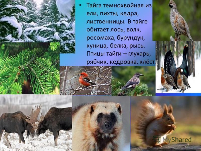 Животные зоны хвойных лесов. Обитатели тайги. Животный мир тайги. Животные и птицы тайги. В тайге обитают.