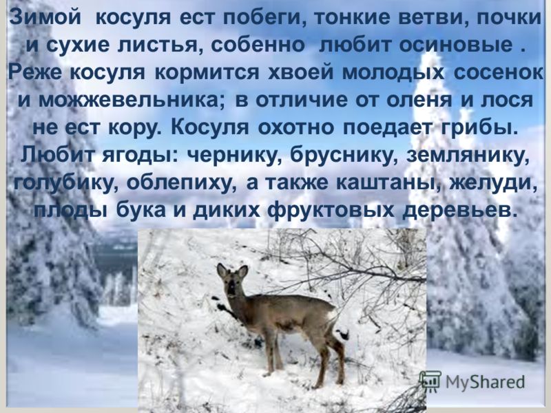 Как животные приспосабливаются к зиме. Кого можно встретить в лесу зимой. Косуля зимой в лесу. Косуля описание. Интересное про косулю.