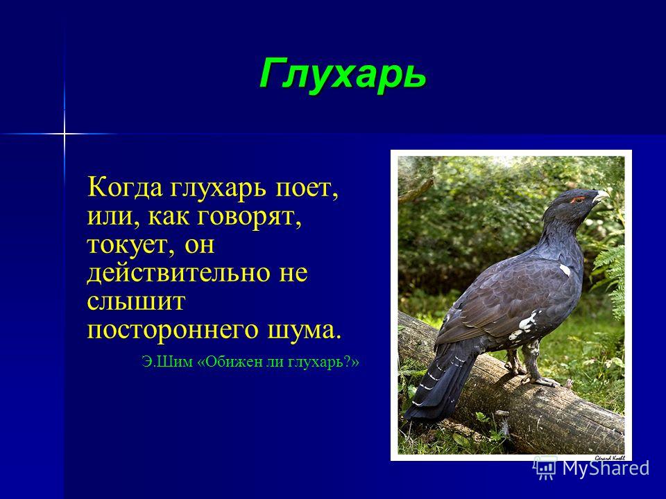 Расскажи какую птицу охотники называют капалухой. Глухарь презентация. Глухарь краткая информация. Сообщение о Глухаре. Сообщение про птицу Глухарь.