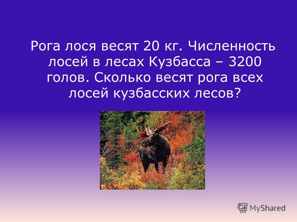 Сколько весил лось. Численность лосей. Рога лося вес. Сколько весит Лось. Вес годовалого лося.