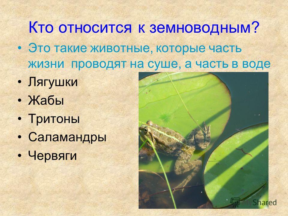 Кто относится к животным