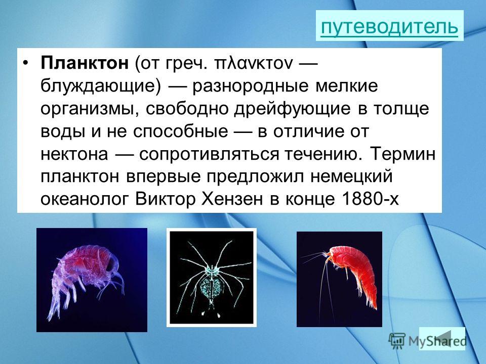Сообщение о планктоне. Планктон организмы. Организм представитель планктона. Планктон характеристика. В состав планктона входят