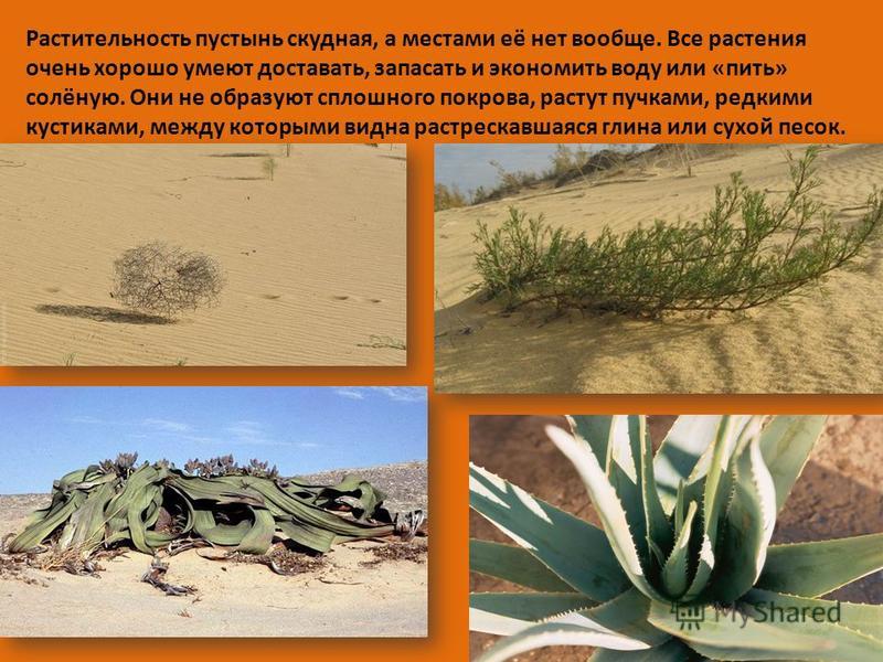 Растительный мир пустынь и полупустынь россии