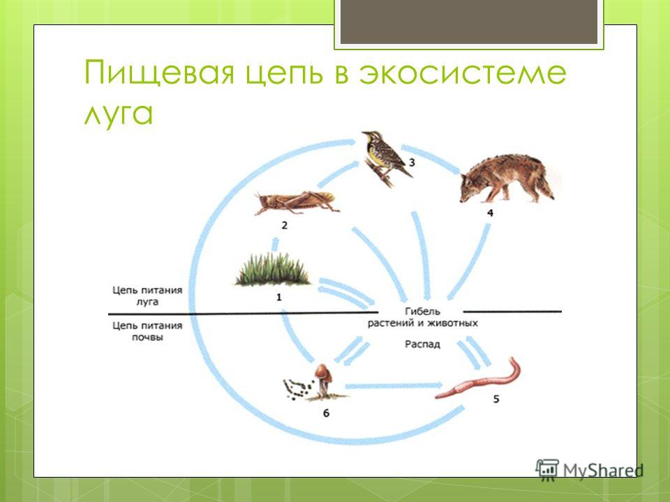 Пищевая сеть изображенная на схеме не содержит паразитов и редуцентов и отражает трофические связи