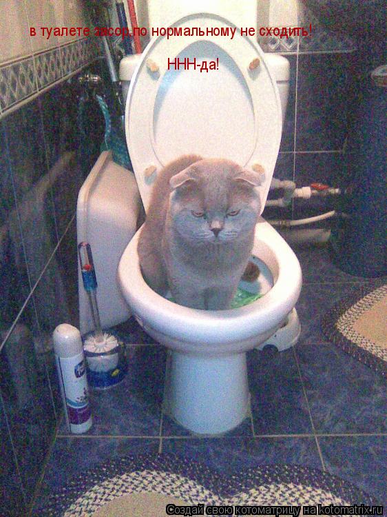 Почему человек хочет в туалет. Кот на унитазе.