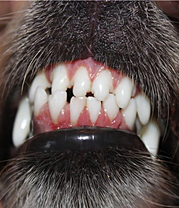 Ножницеобразный прикус у собак фото