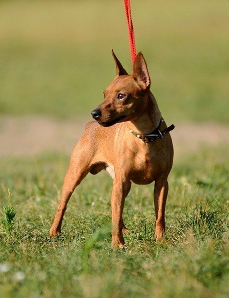 Порода собак цвергпинчер фото описание и характеристика