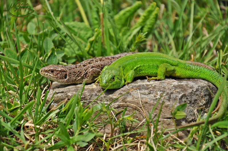 Лягушка травяная ящерица живородящая. Lacerta Agilis. Ящерица Луговая (Lacerta praticola). Кавказская прыткая ящерица. Зеленая прыткая ящерица.