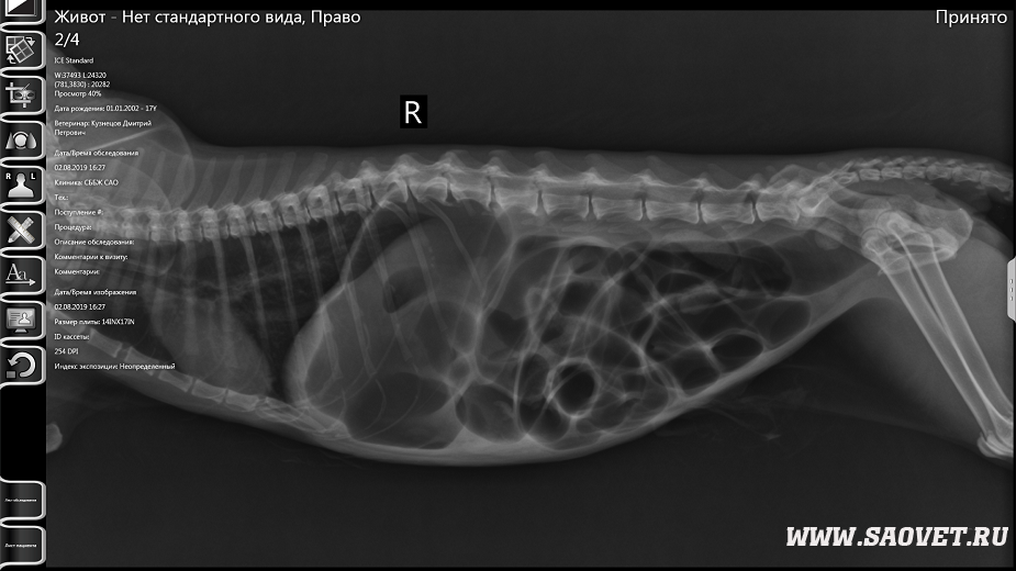 Желчный пузырь у кошек. Рентген собаки с панкреатитом. Рентген поджелудочной железы. Поджелудочная железа собаки.