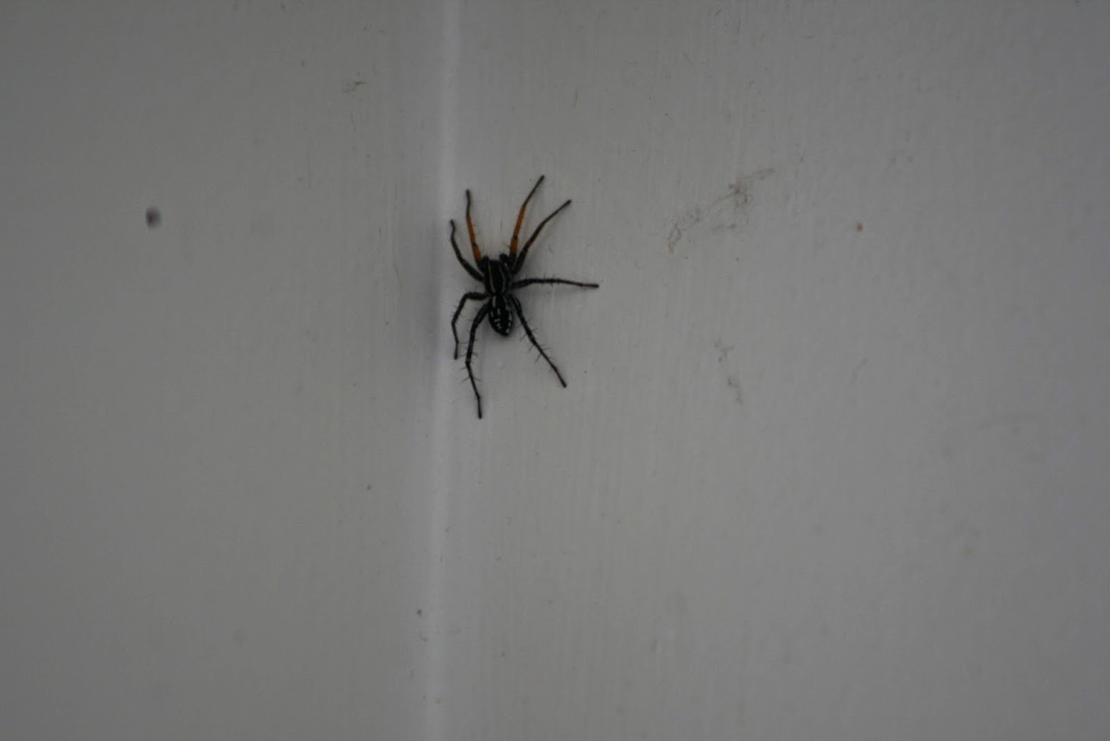 Над кроватью черный паук
