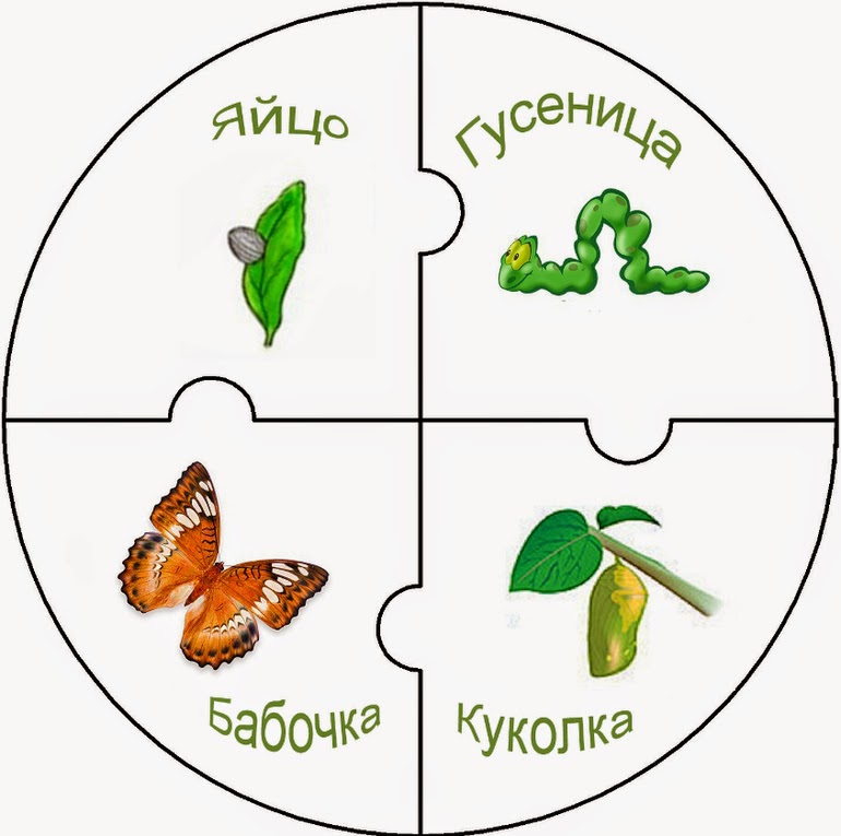 Развитие бабочки схема. Жизненный цикл бабочки схема. Цикл развития бабочки схема. Стадии развития бабочки схема для детей. Жизненный цикл бабочки биология.