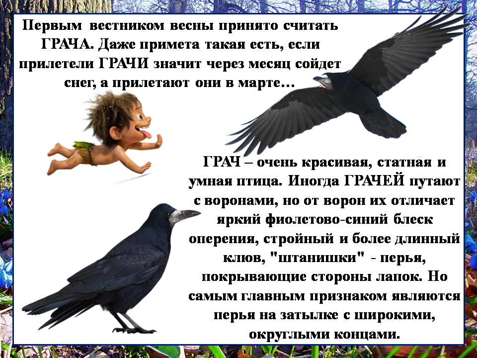 Можно ли назвать ворон умными птицами. Ворон и ворона. Ворон и ворона разница. Ворон ворона Грач. Грач или ворона.