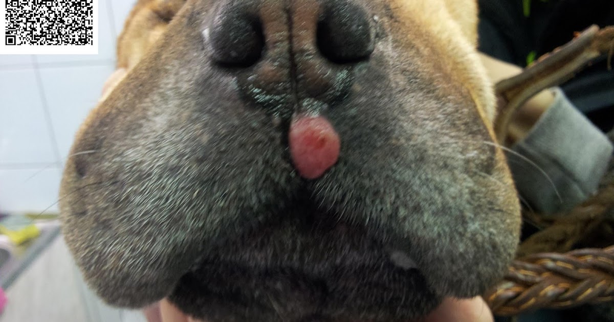 У собаки яички покраснели Почему у собаки покраснели яйца?