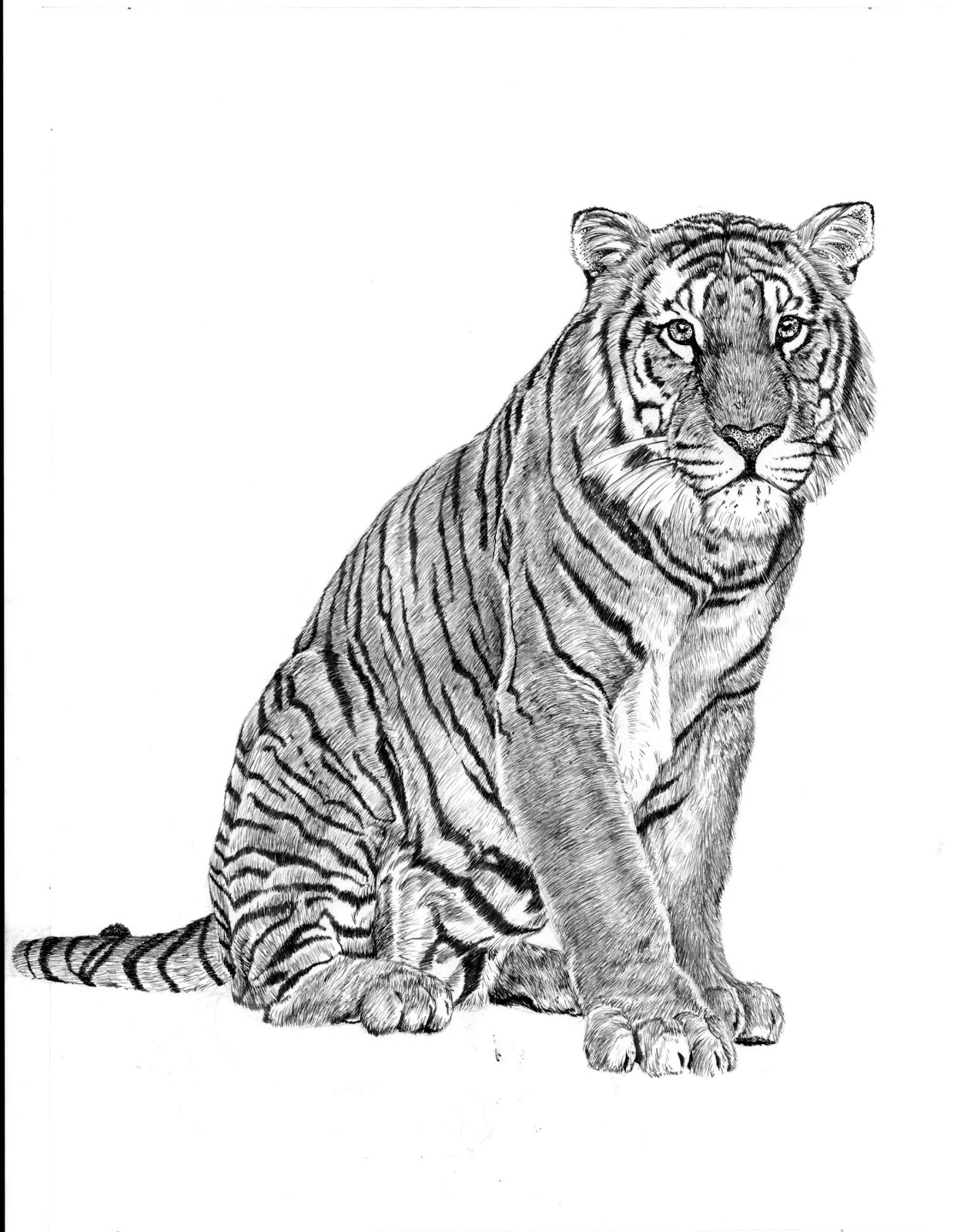 Как нарисовать амурского тигра из красной книги