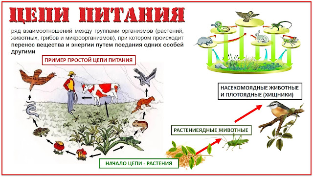 Схема доказывающая что минеральное питание животных и человека зависит от растений