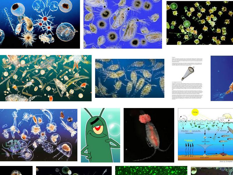 Фитопланктон группа. Зоопланктон и фитопланктон. Планктон гидробионт. Фитопланктон зоопланктон бентос. Представители планктона.