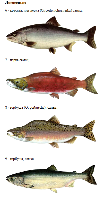 Виды красной рыбы названия. Семейство лососевых рыб кета. Лососёвые породы рыб перечень. Форель кижуч кета различия. Рыба семейства лососевых кижуч.