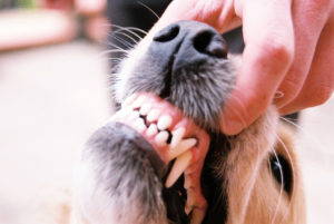 Коренные зубы собаки