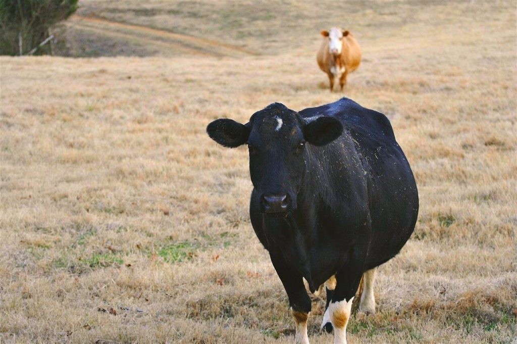 узнать что корова беременна