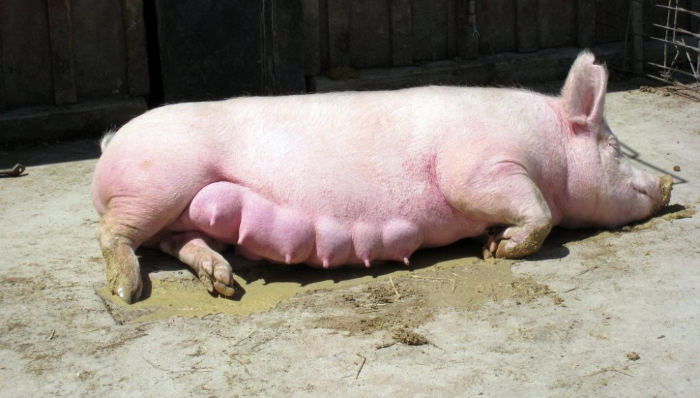 опорос свиней в домашних условиях