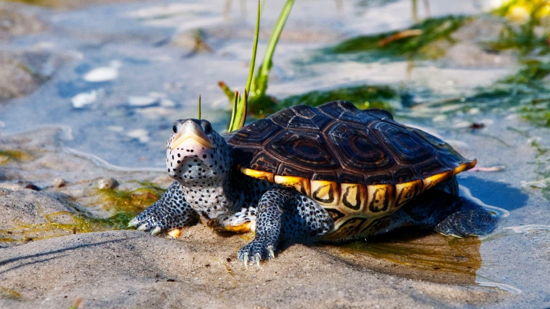 Черепахи в природе. Террапин черепаха. Graptemys nigrinoda. Земноводная черепаха. Дальян черепахи.