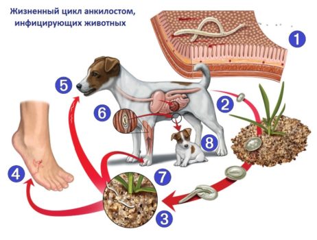 Жизненный цикл анкилостом, инфицирующих животных