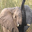 African Elephant Ears