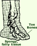 Elephant Foot Anatomy