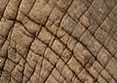 Elephants skin