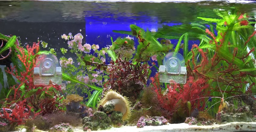 The 10 Live Saltwater Aquarium Plants - Guide & Care