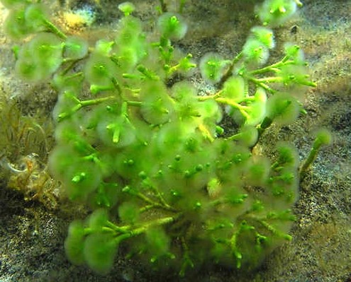 Tufted Joint Algae