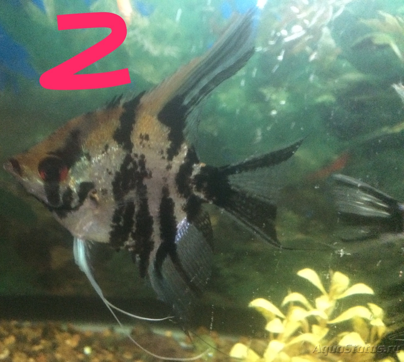 золотая рыбка самец и самка отличия фото
