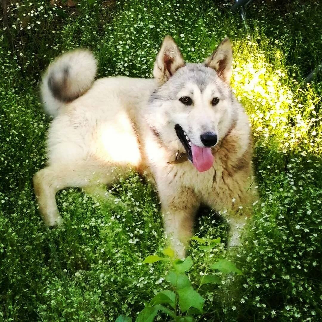 Me dogs like. Западно Сибирская лайка. Восточносибирская Чайка. Восточносибирская лайка. Восточносибирская лайка собака.