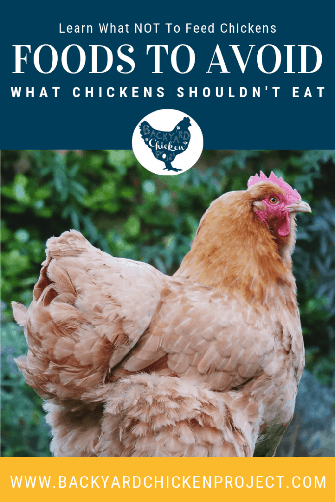 Chickens are omnivores and can eat a surprising number of things, but here