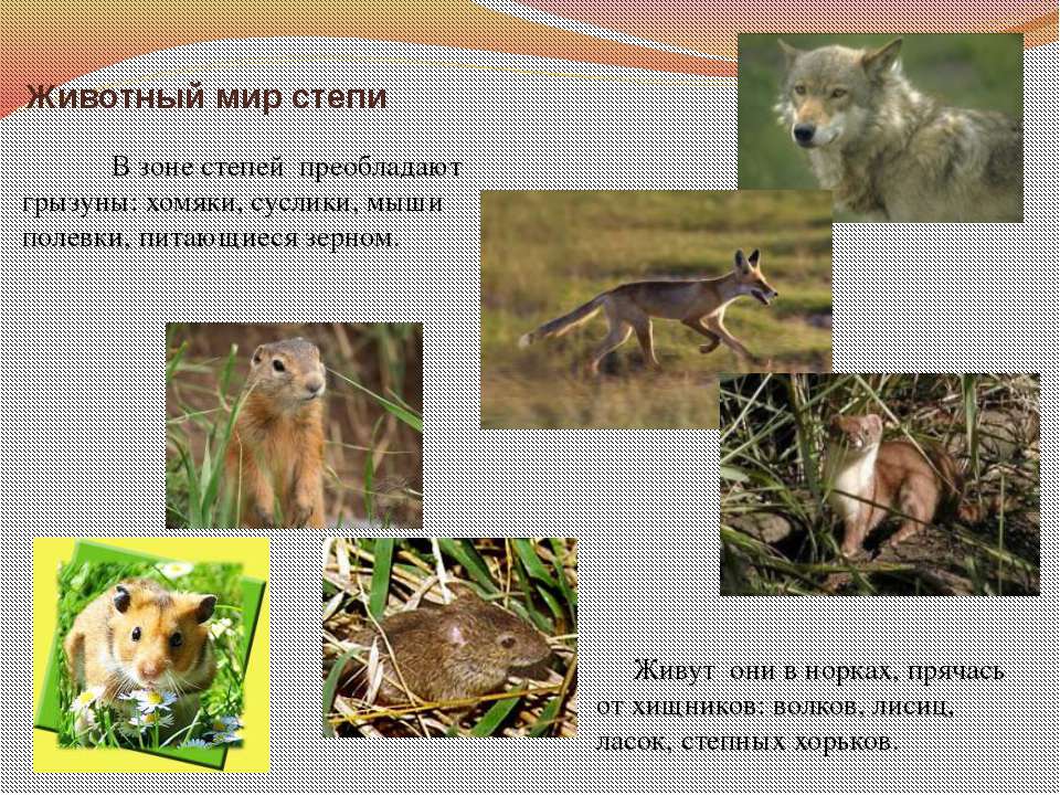 Книга животные степей. Животные степи. Животные зоны степей. Животный мир Степной зоны. Животные степи России.