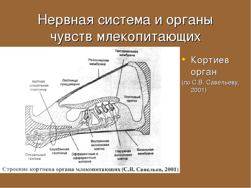 Органы чувств у животных 8 класс. Строение органов чувств млекопитающих. Органы чувсивнервная система млекопитающих. Нервная система и органы чувств млекопитающих. Органы чувств млекопитающих кратко.