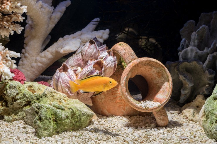 Лабидохромис Еллоу в псевдоморском аквариуме