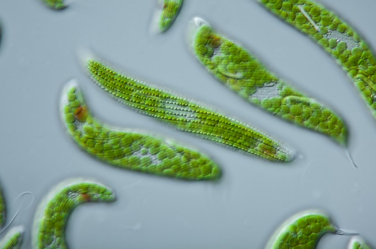 В клетках эвглен находятся зеленые хлоропласты