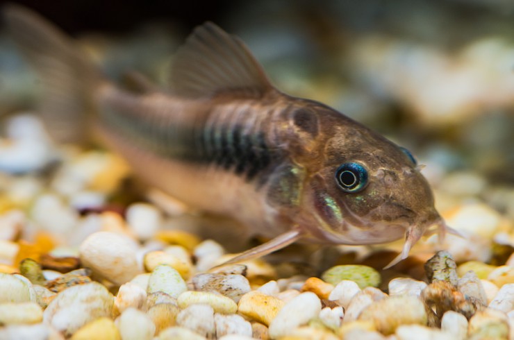 Золотистые коридорасы ищут пищу на дне аквариума