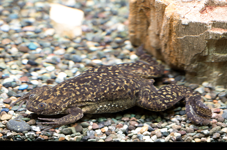 Аквариумные лягушки приспособлены к полностью водному образу жизни