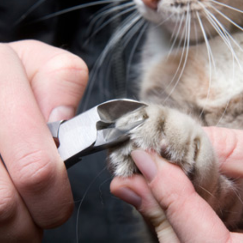 Подстричь когти кошке в домашних условиях когтерезкой. Стрижка когтей у кошек. Стричь ногти коту. Правильная стрижка когтей у кошек. Кошачий коготь.